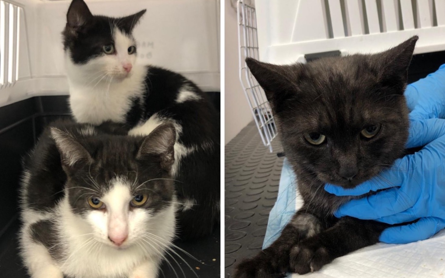 
        Budynek mieszkalny otoczony zielenią, w chmurach.
    