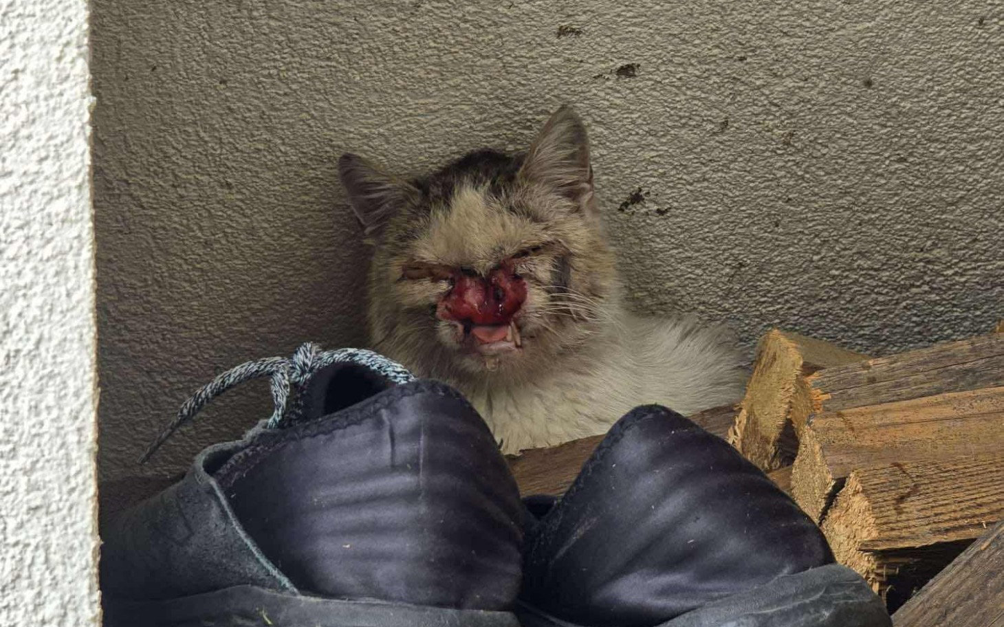 
        Kot odpoczywający w schowku, z widocznymi butami obok.
    