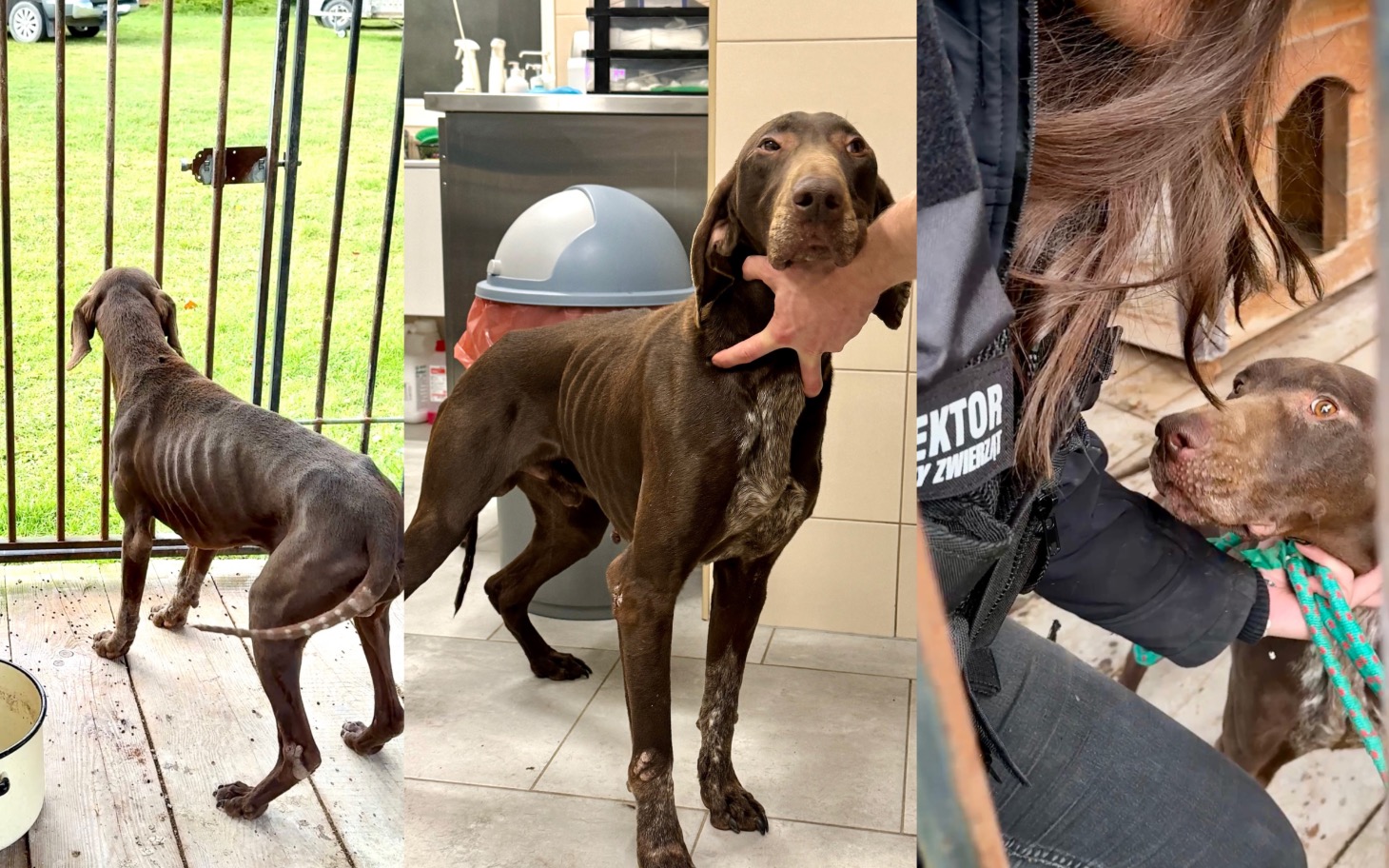 
        Dwa psy w schronisku, jeden z nich trzymany na smyczy.
    