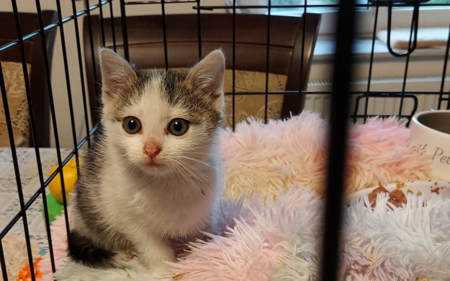 
        Mały kotek siedzący w klatce, z ciekawym spojrzeniem.
    