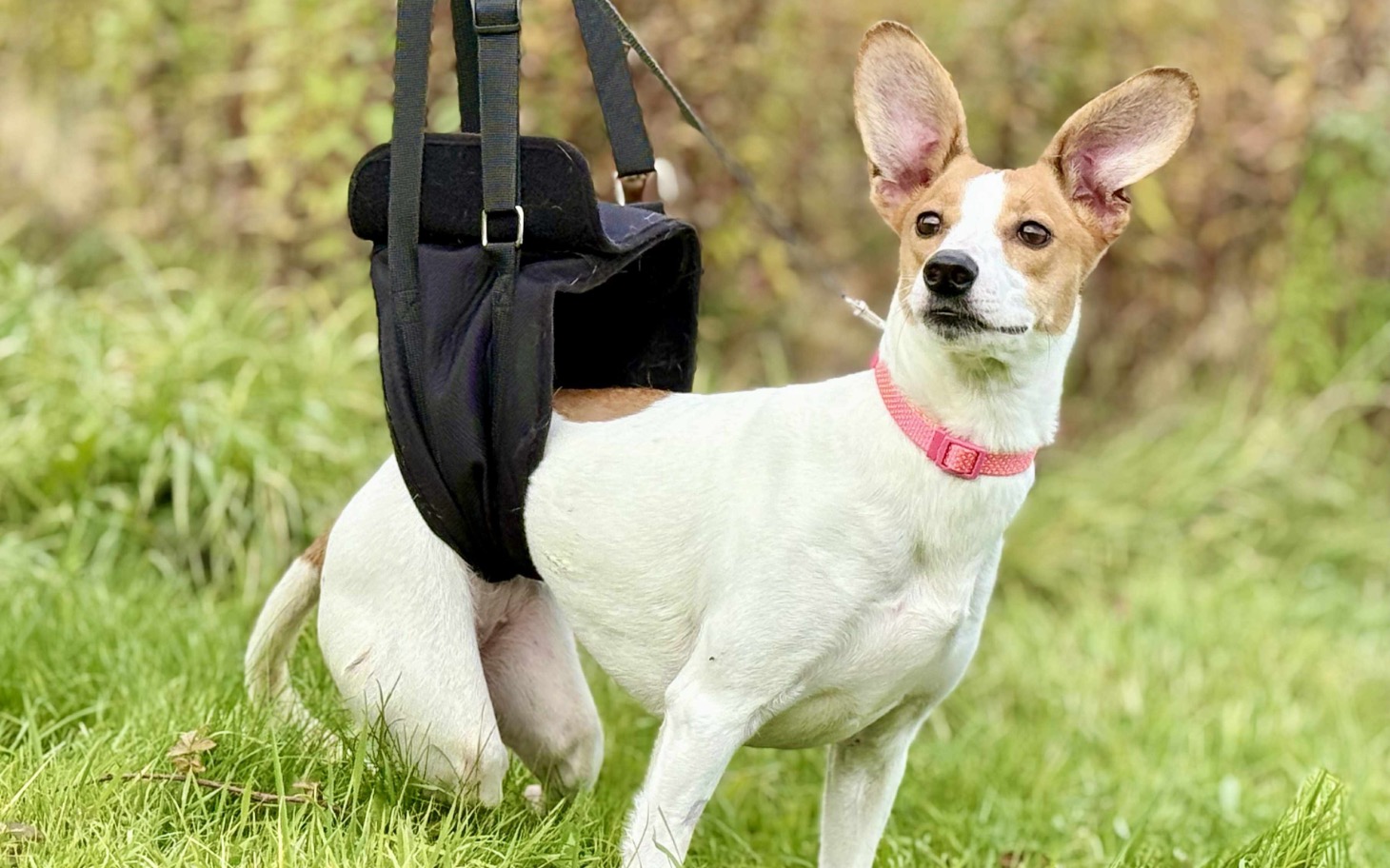 
        Pies w uprzęży, stojący na trawie z uszami uniesionymi.
    