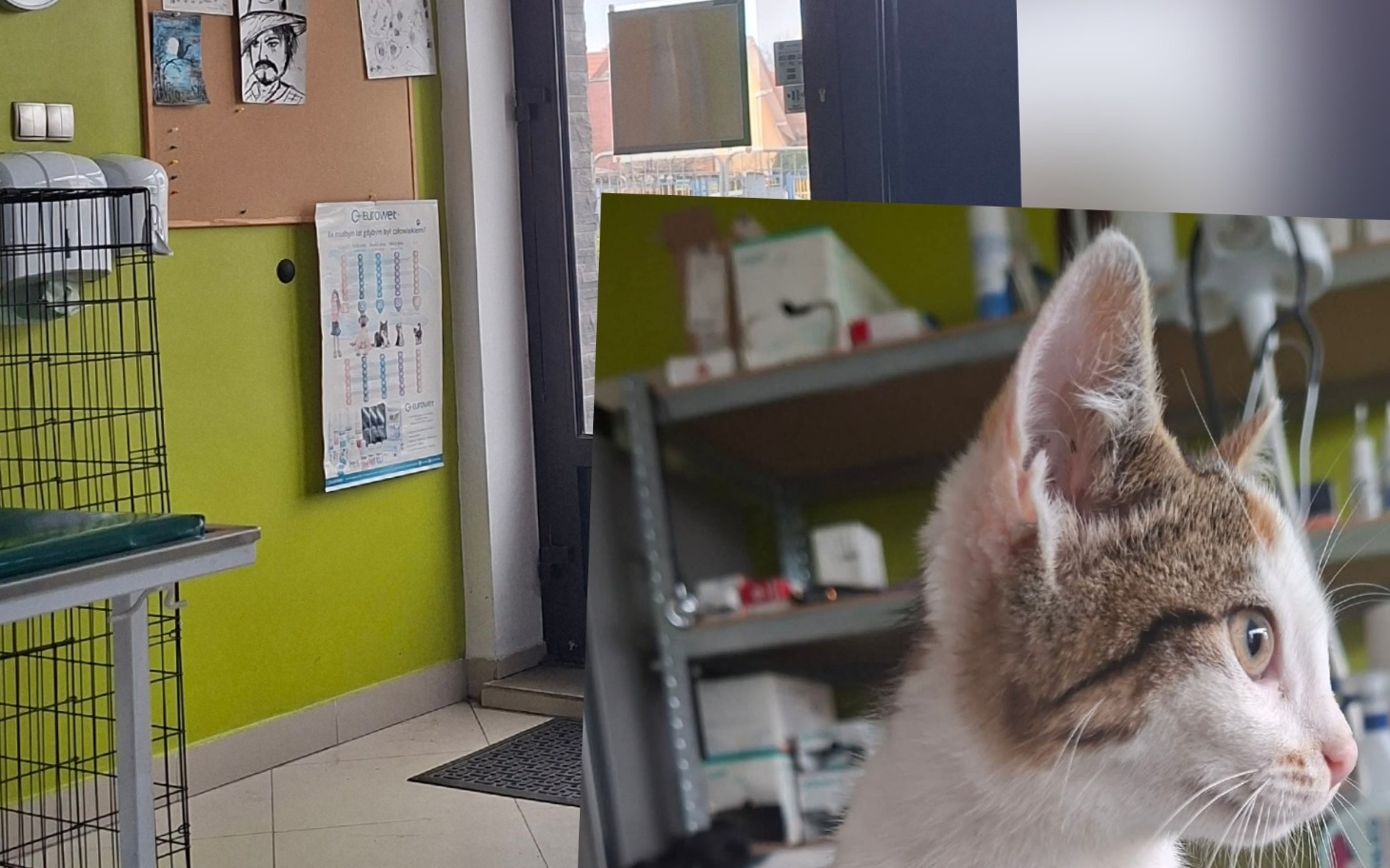 
        Koty w schronisku, czekające na nowy dom.
    