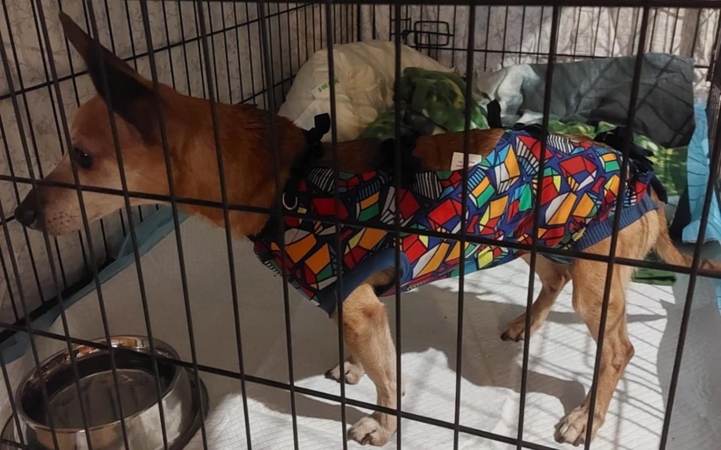 
        Pies w kolorowym ubraniu, w klatce.
    