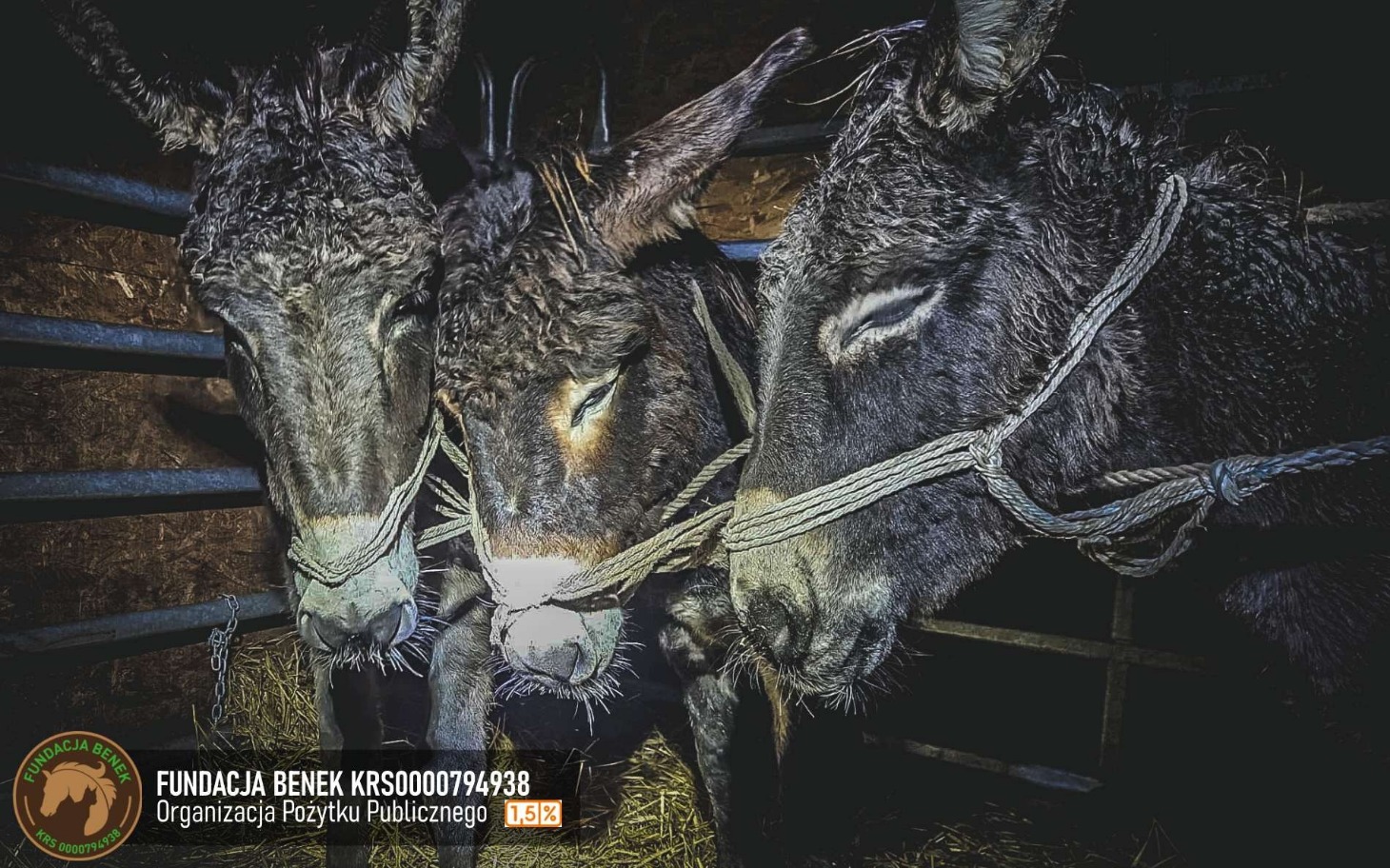 
        Trzy osły w zagrodzie, związaną z pomocą dla zwierząt.
    