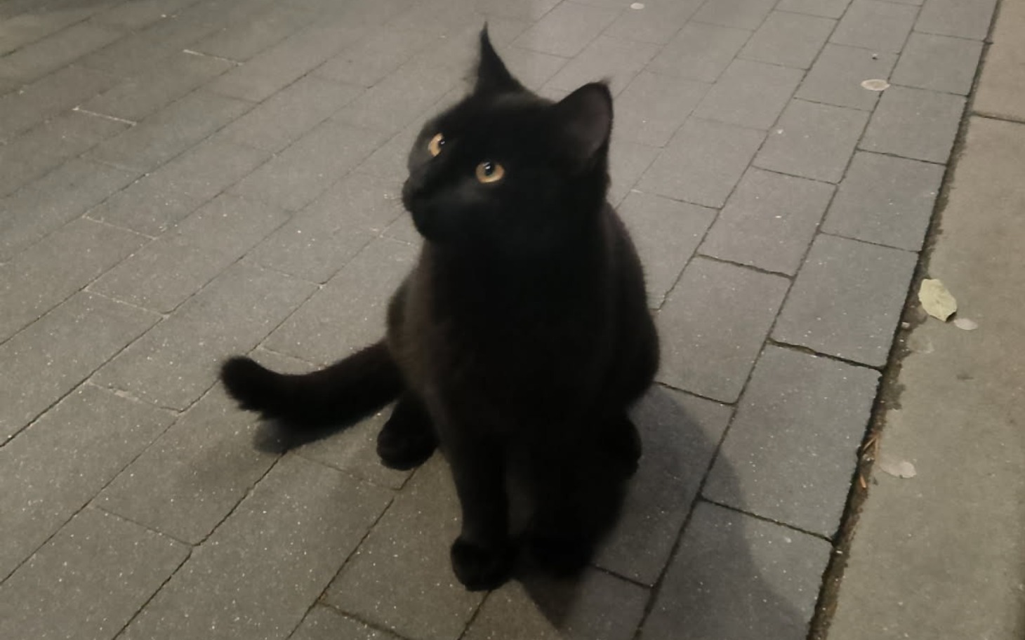 
        Czarny kot siedzący na chodniku.
    