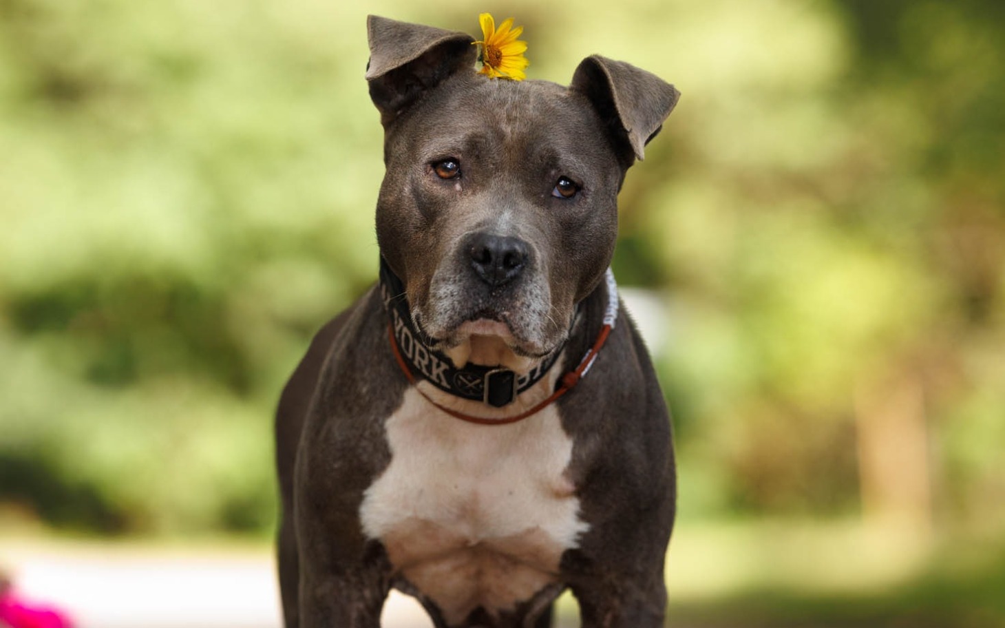 
        Pies z kwiatkiem na głowie, patrzący w obiektyw.
    