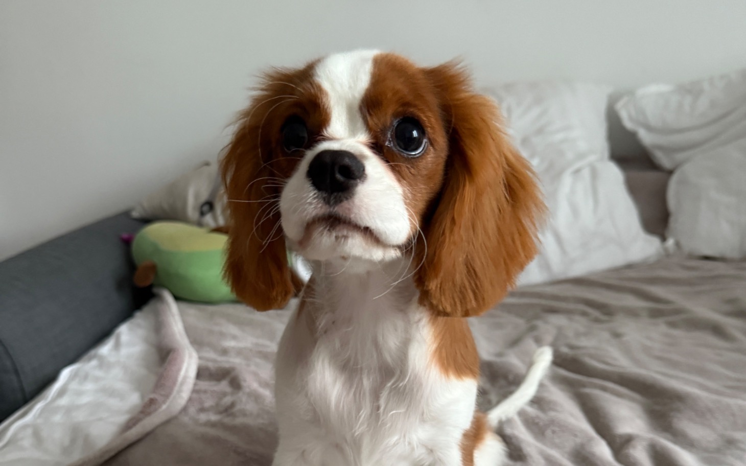 
        Pies rasy Cavalier King Charles Spaniel na łóżku.
    