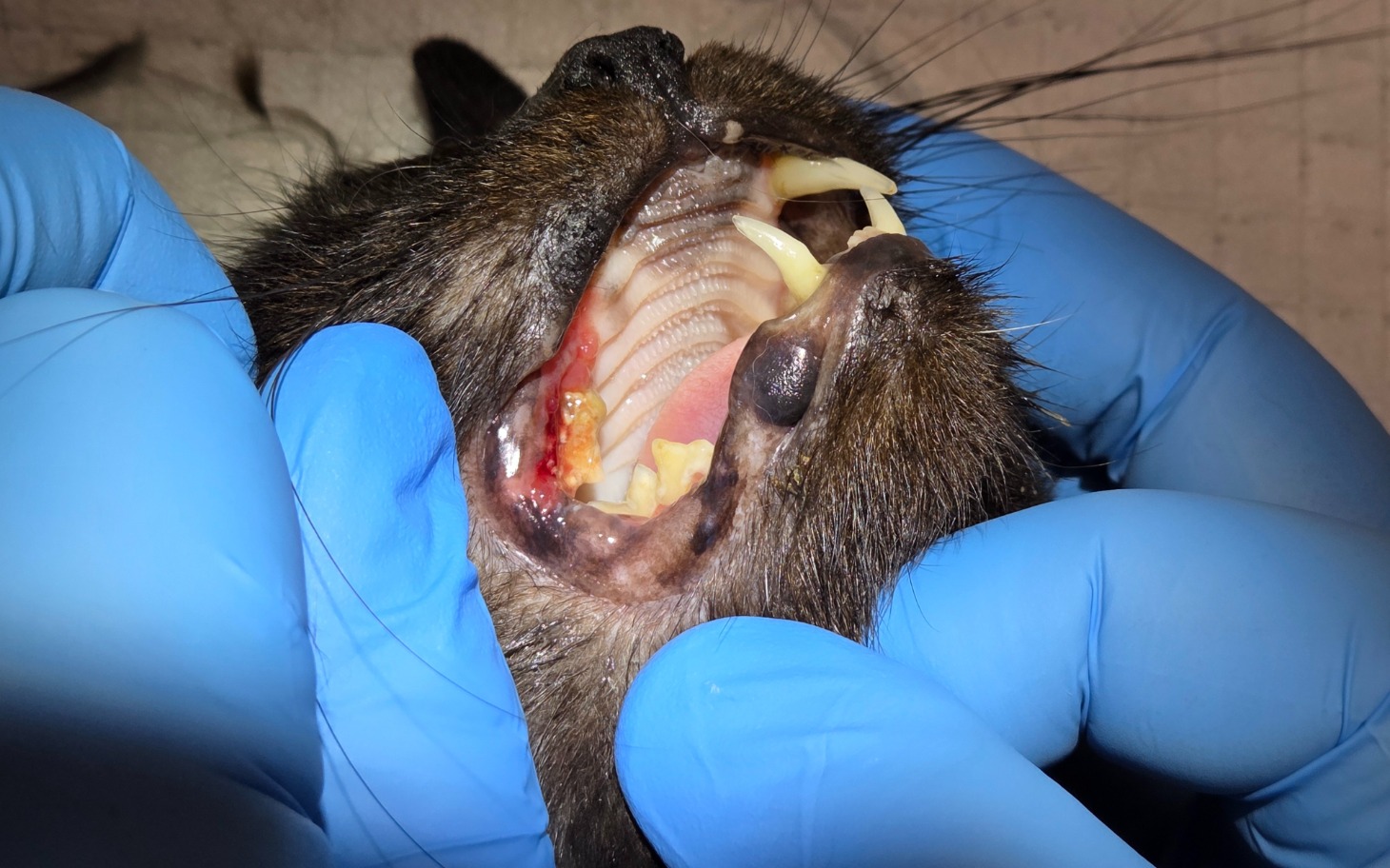 
        Zbliżenie na zęby kota podczas badania weterynaryjnego.
    