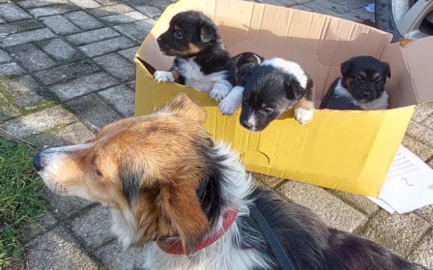 
        Szczeniaki w kartonie, obok dorosły pies.
    