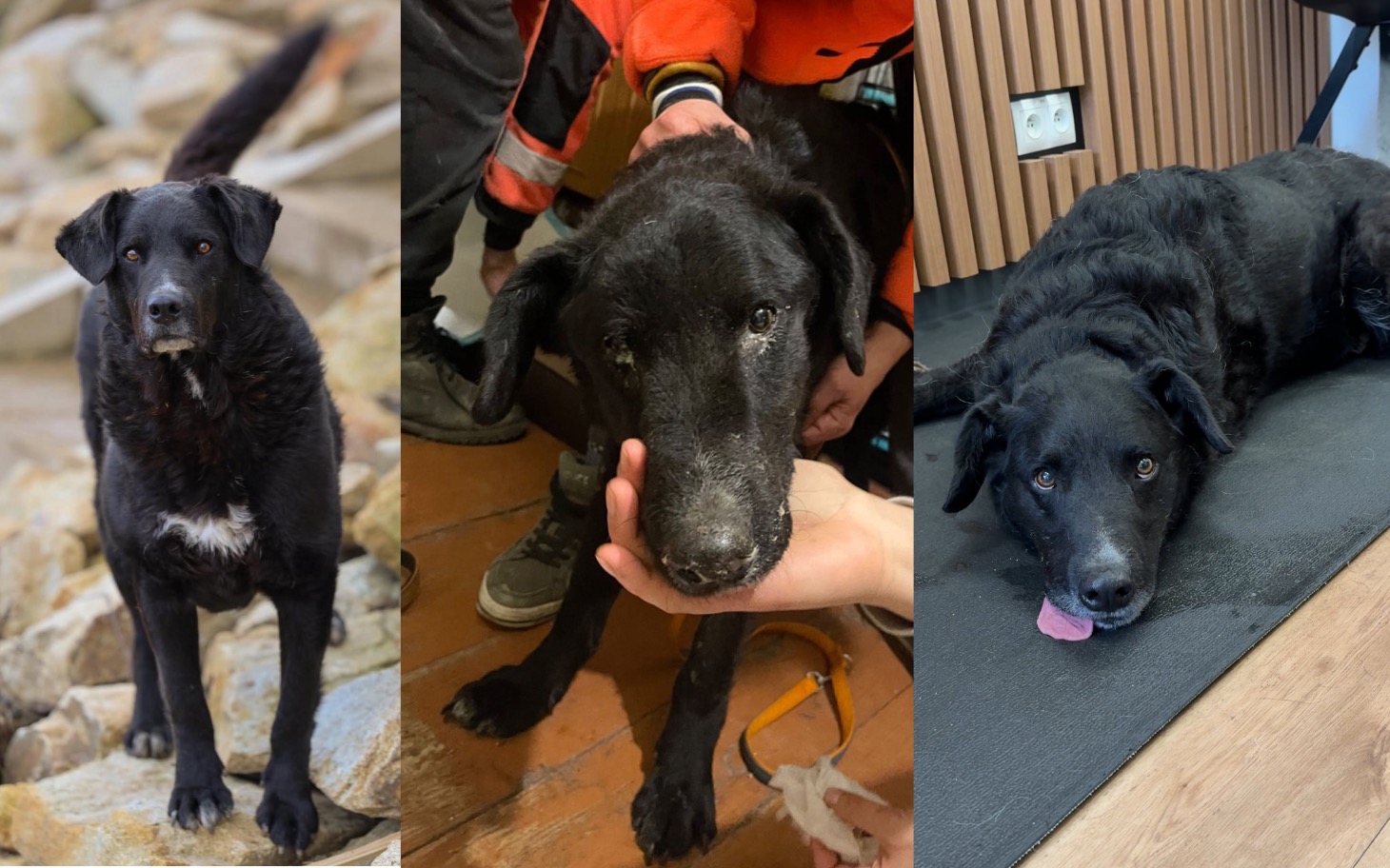 
        Trzy czarne psy, różne ujęcia, w różnych sytuacjach.
    