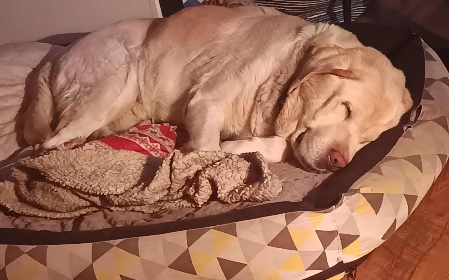 
        Śpiący labrador na wygodnym legowisku, w spokojnej pozycji.
    