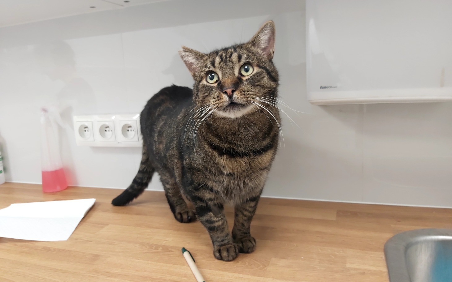 
        Kot na blacie, z ciekawym spojrzeniem, w jasnym otoczeniu.
    