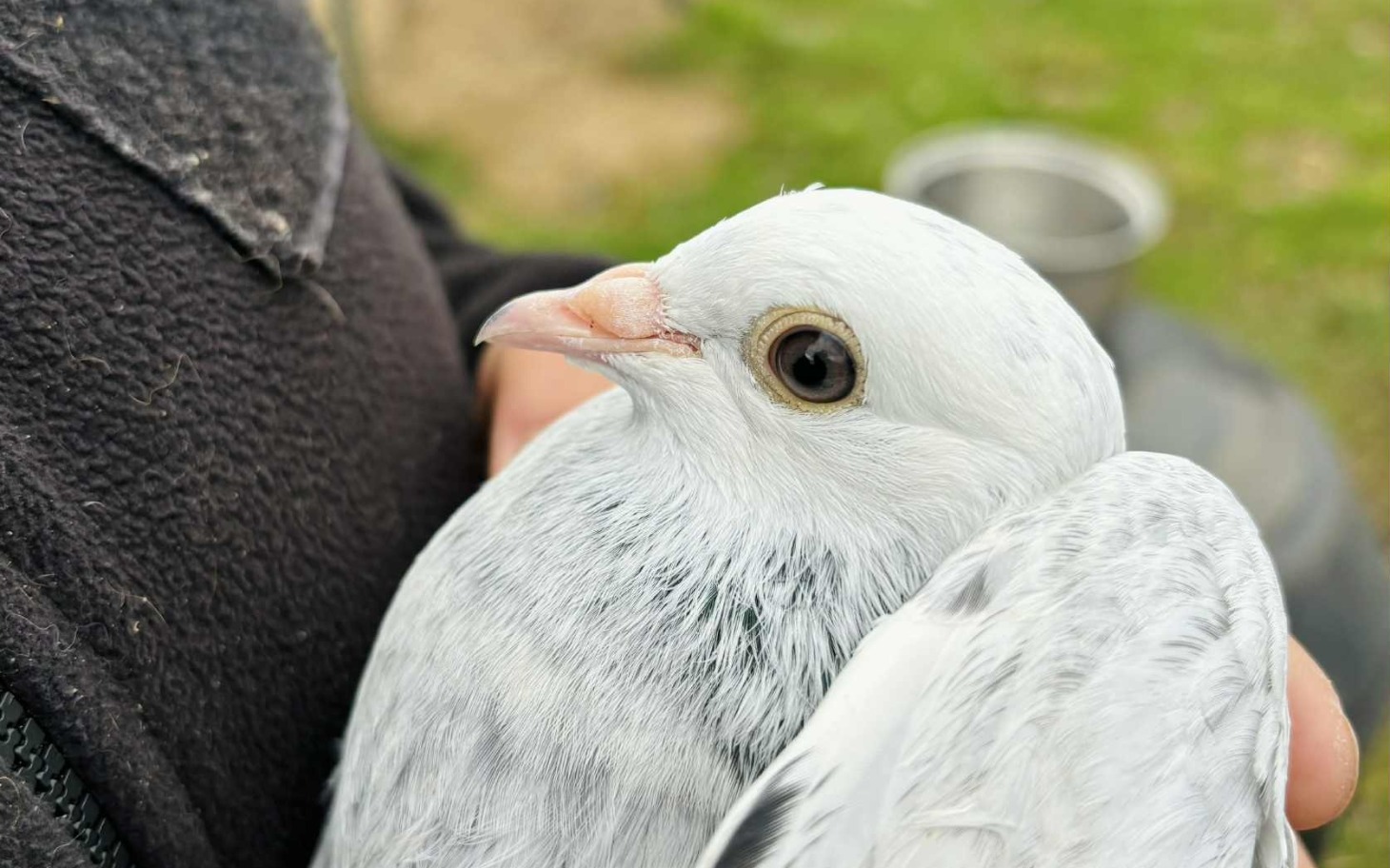 
        Pies w schronisku, szukający nowego domu.
    