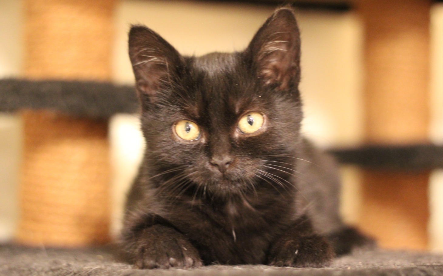 
        Czarny kot leżący na miękkim podłożu, z wyrazistymi oczami.
    