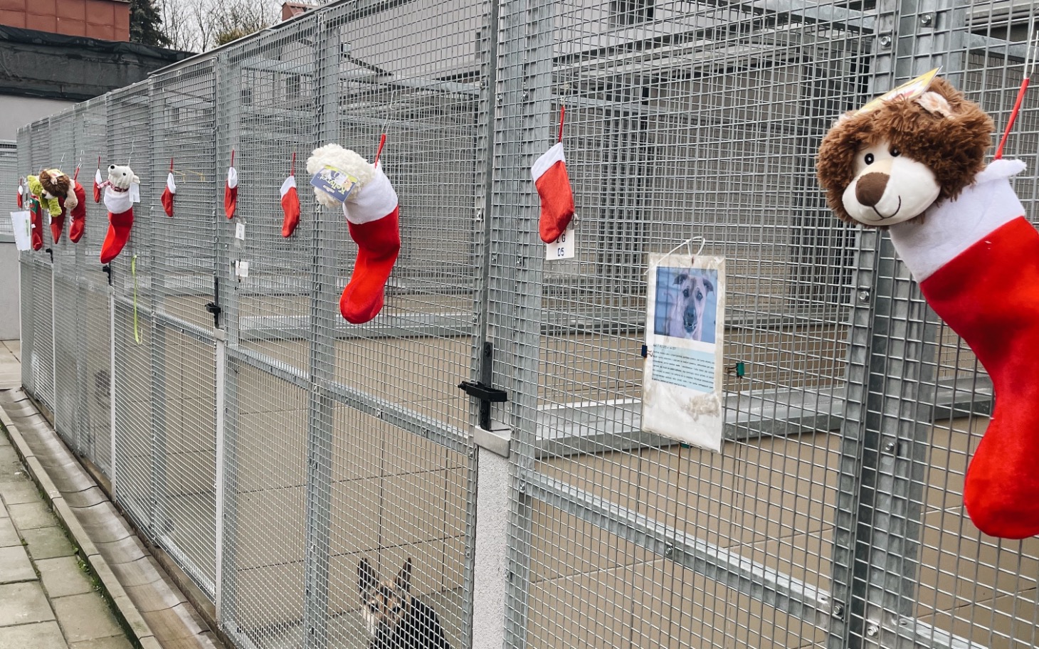 
        Klatka dla psów ozdobiona świątecznymi skarpetami.
    