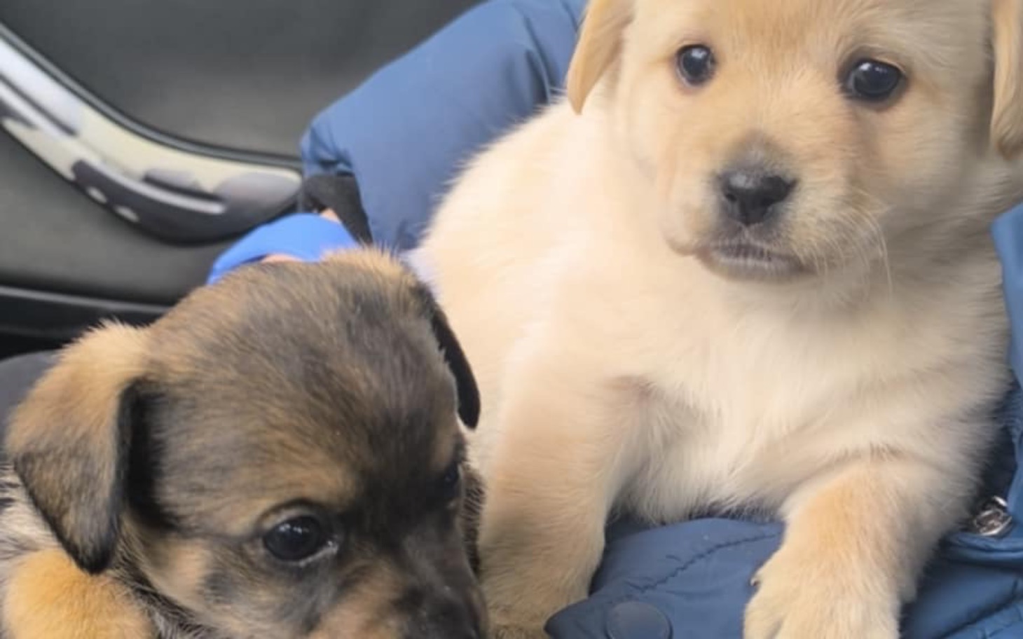 
        Zdjęcie wnętrza jamy ustnej, widoczne zęby.
    