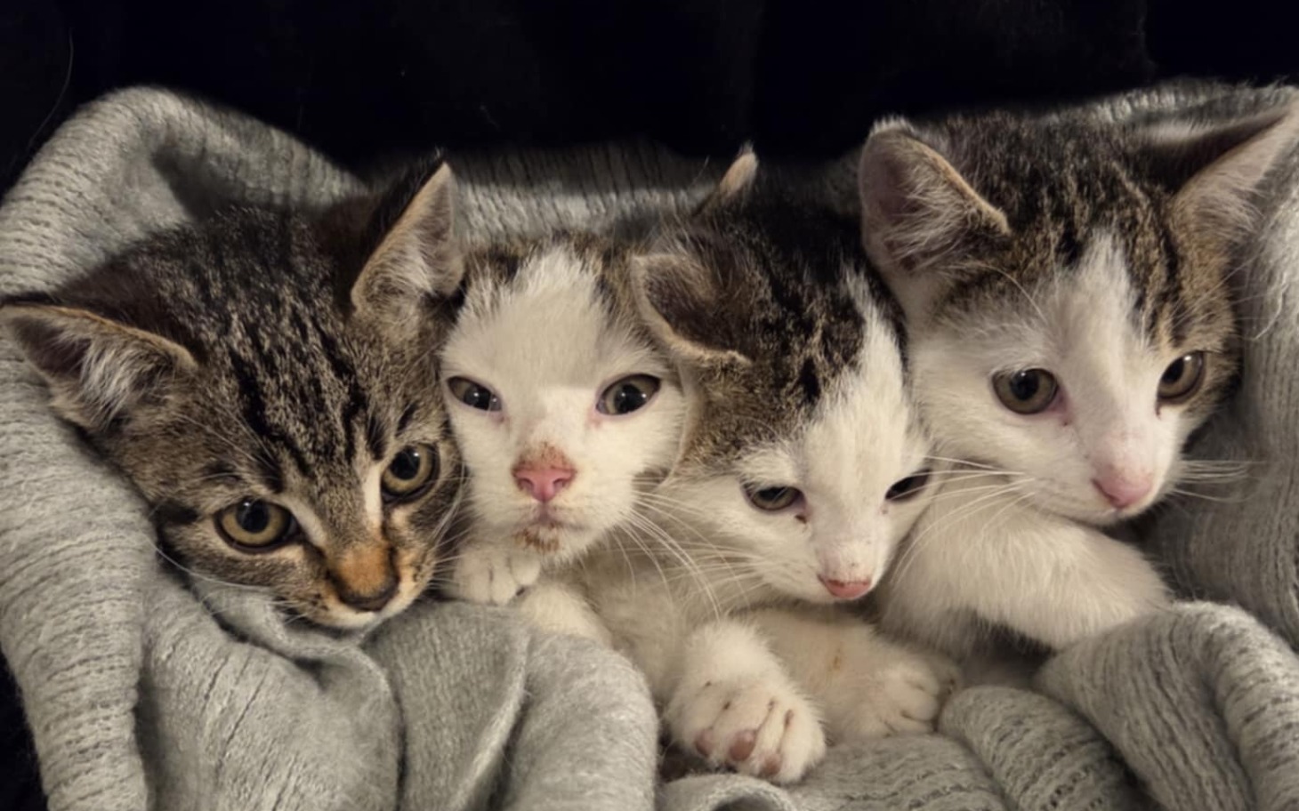 
        Cztery kocięta leżące razem w kocyku.
    