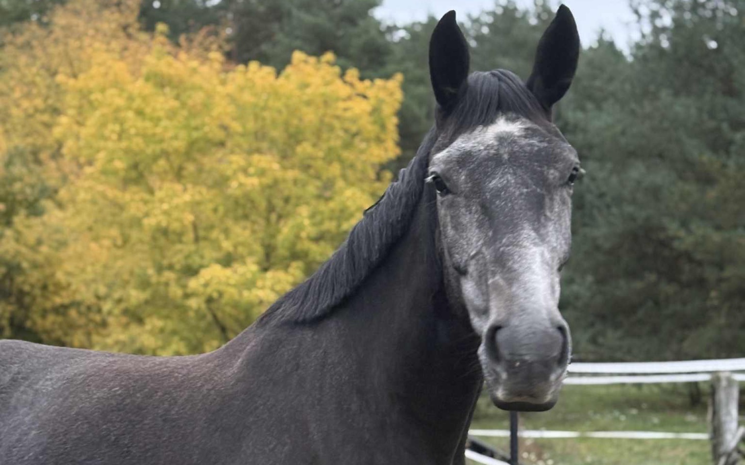 
        Szary koń na tle kolorowych drzew w lesie.
    