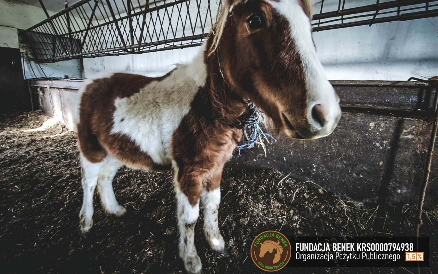 
        Kucyk w stajni, spokojnie stoi na ściółce.
    