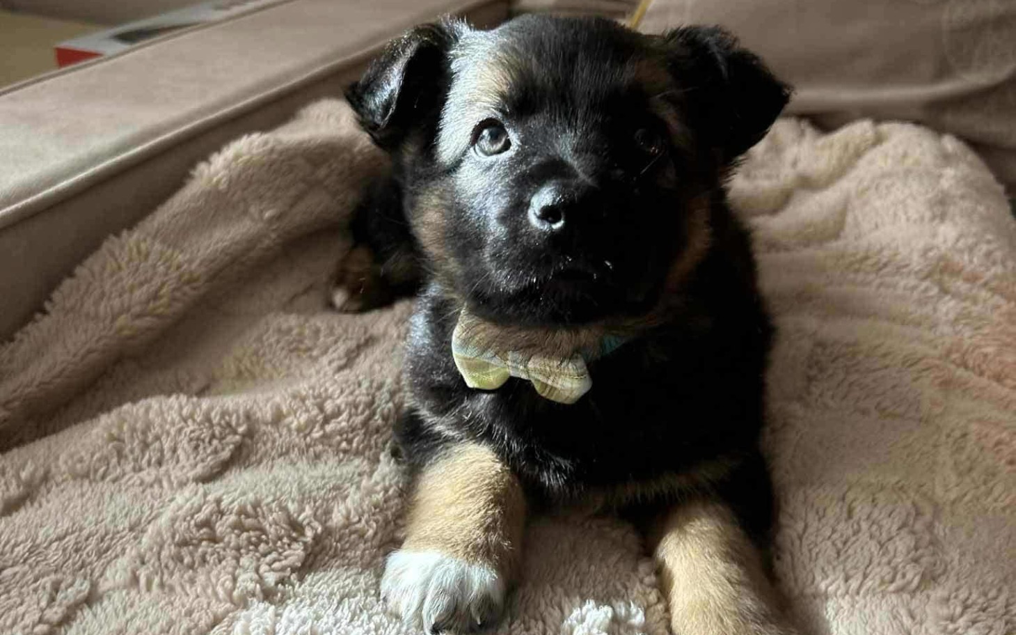 
        Słodki szczeniak na miękkim kocu, z kokardką na szyi.
    