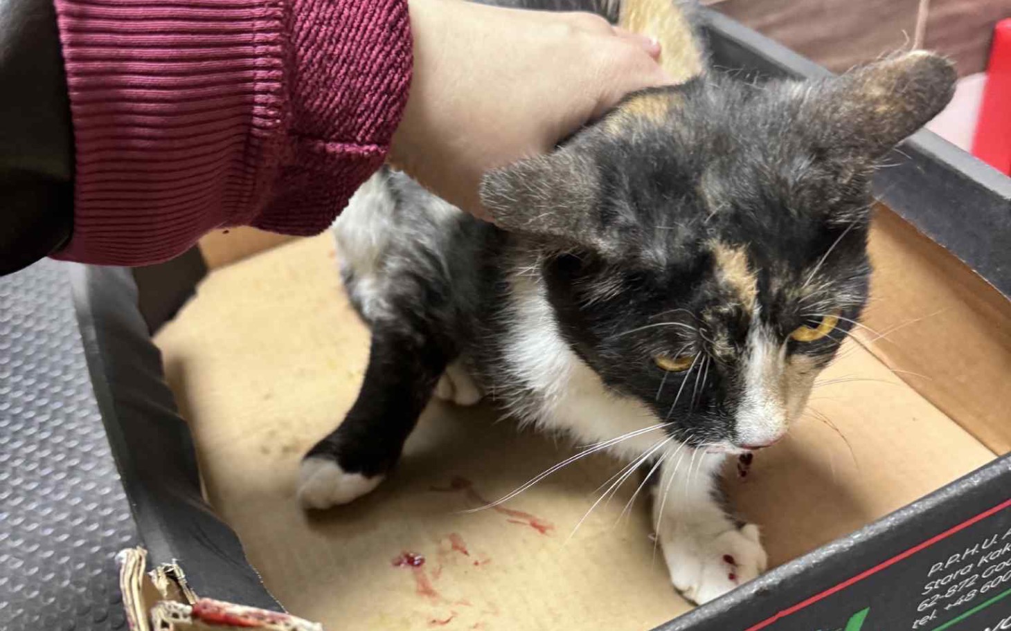 Koty w kartonie, jeden z nich z raną na ciele.