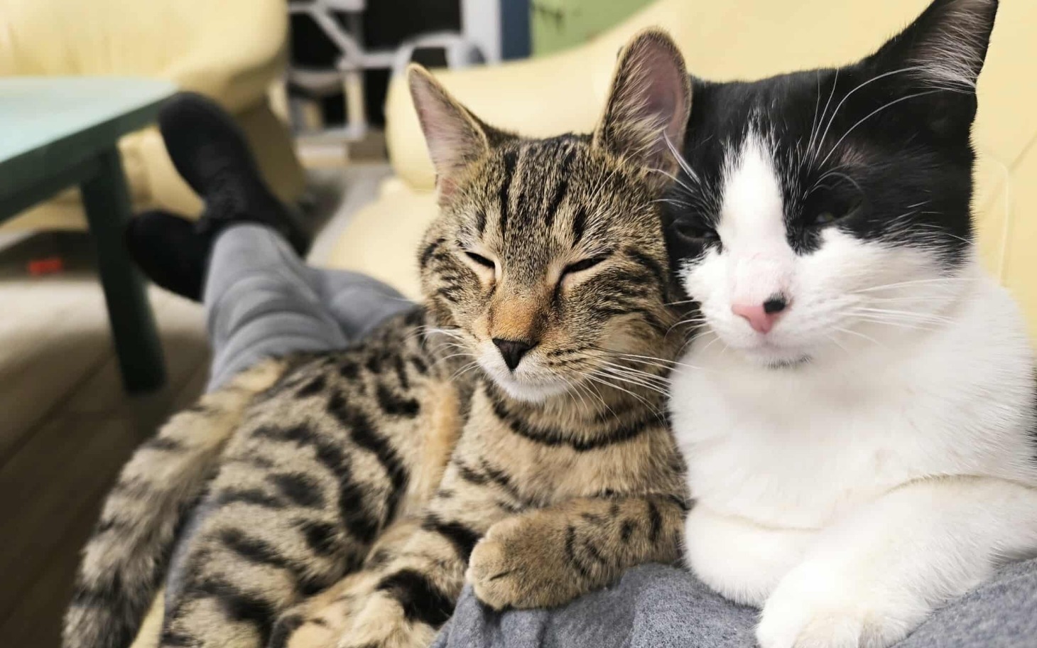 
        Dwa koty przytulone do siebie, odpoczywające na kanapie.
    