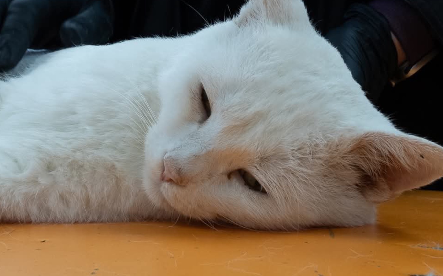 
        Biały kot leżący na stole, z zamkniętymi oczami.
    