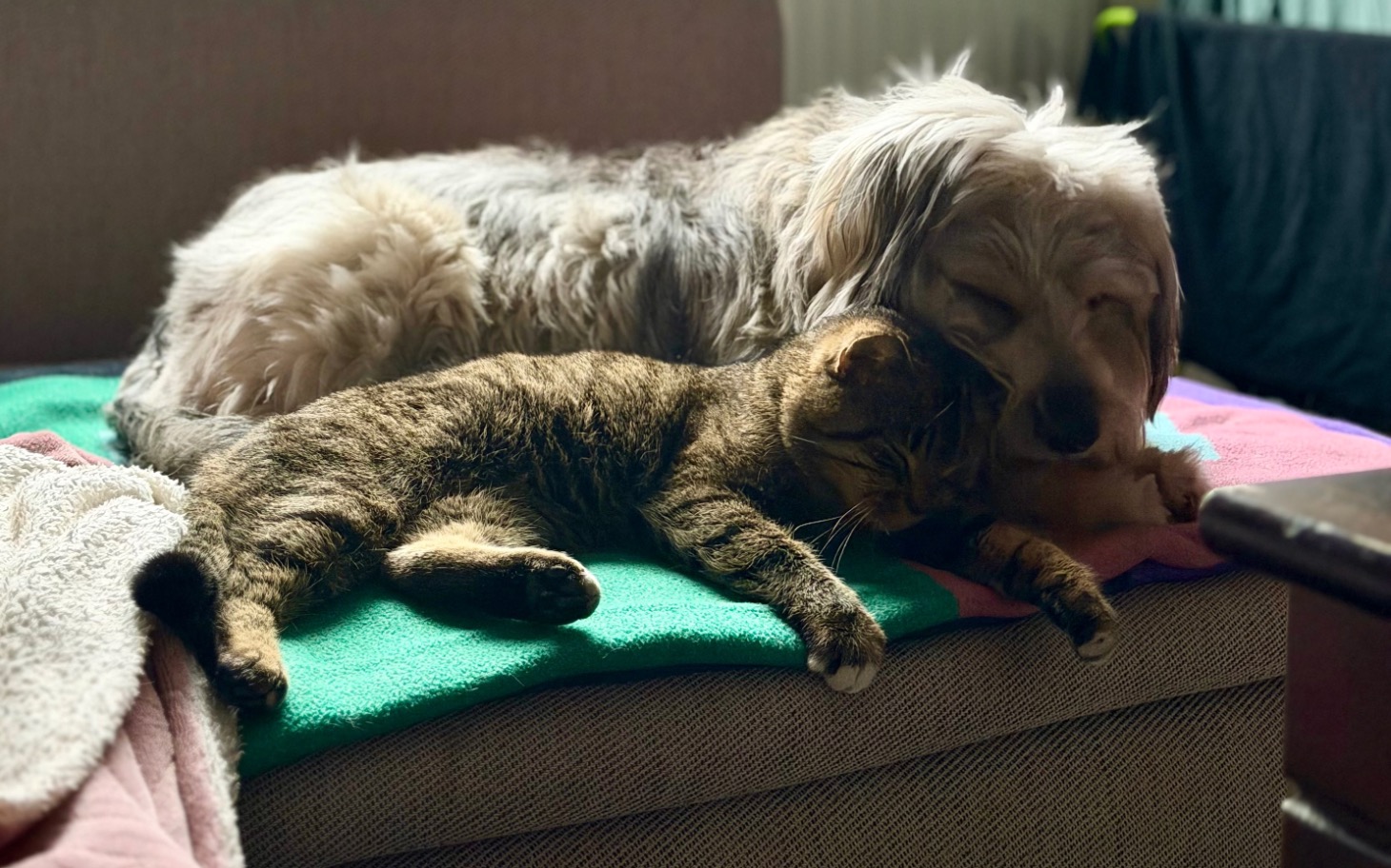 
        Pies i kot śpią razem na kanapie, przytuleni do siebie.
    