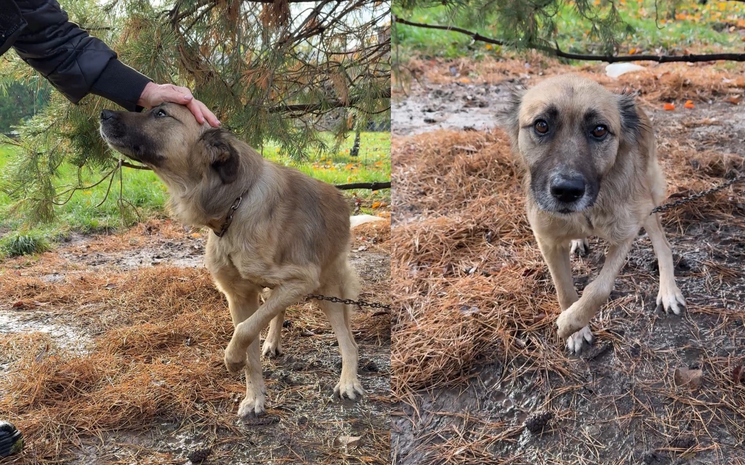 
        Pies przywiązany do drzewa, z wyrazem smutku na twarzy.
    