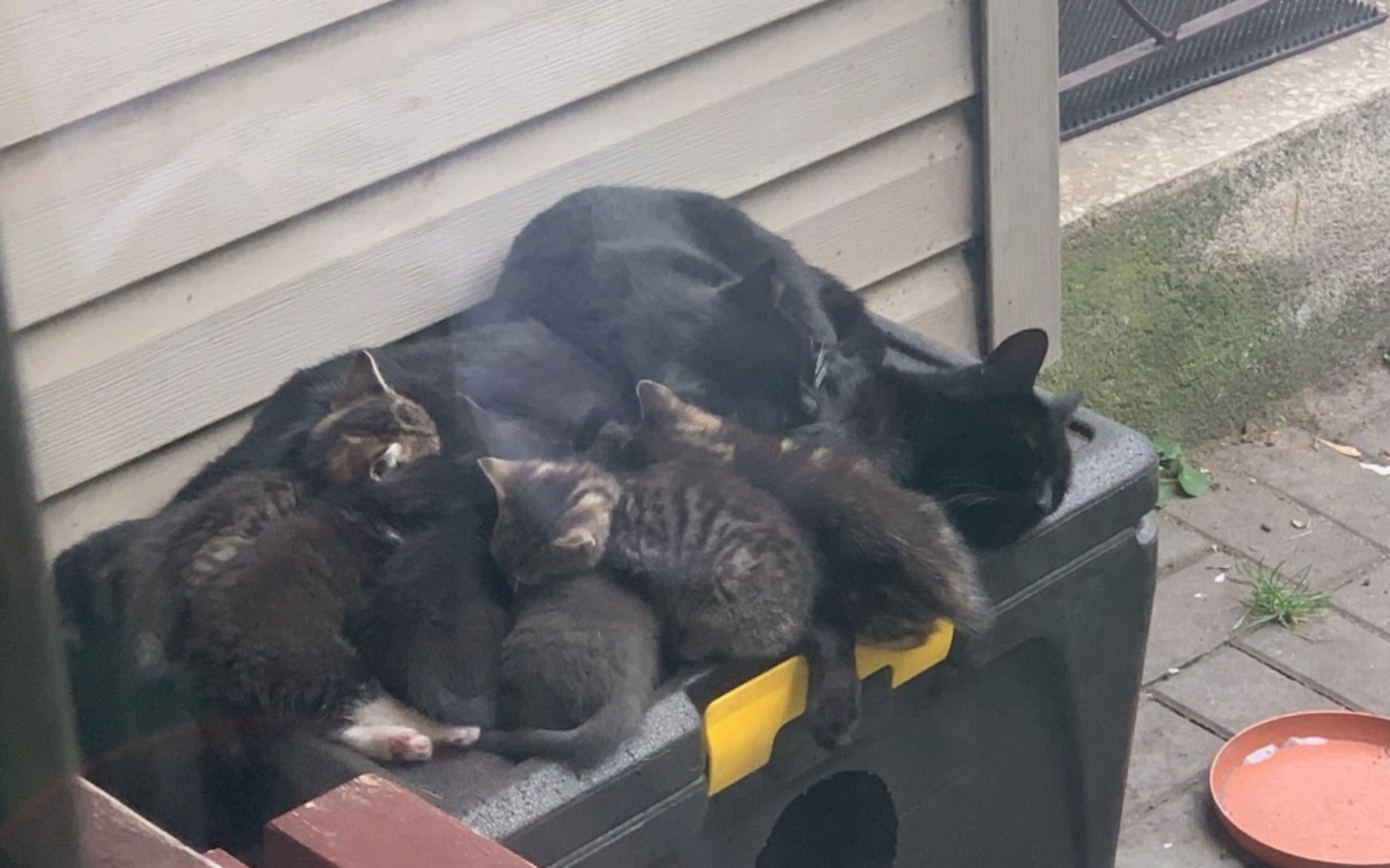 
        Czarna kotka z kociętami, śpiące razem.
    