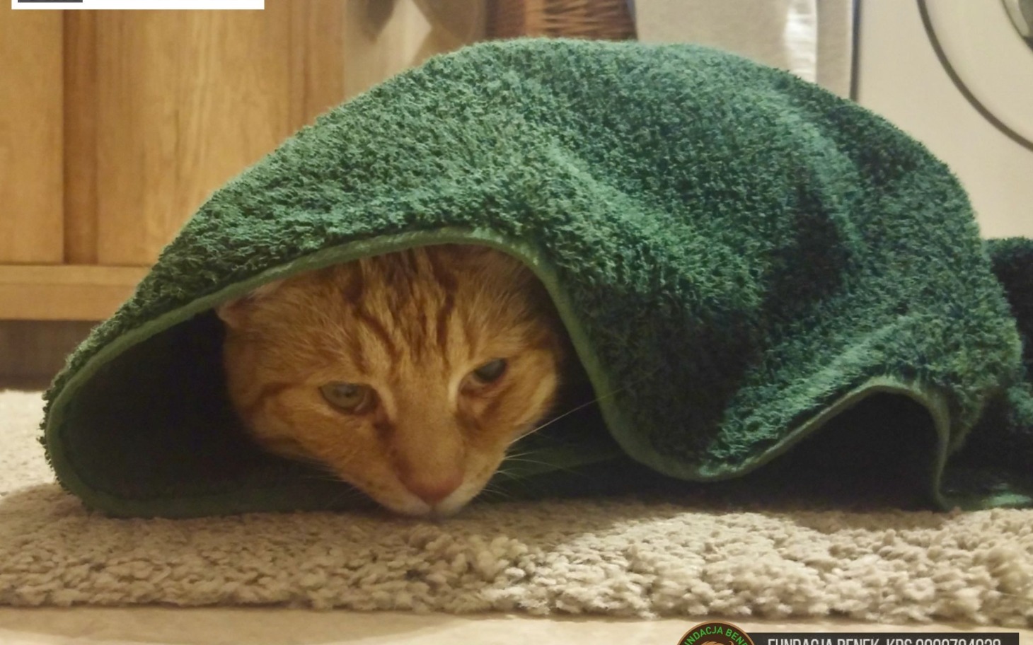 
        Kot owinięty w ręcznik, wyglądający na zrelaksowanego.
    