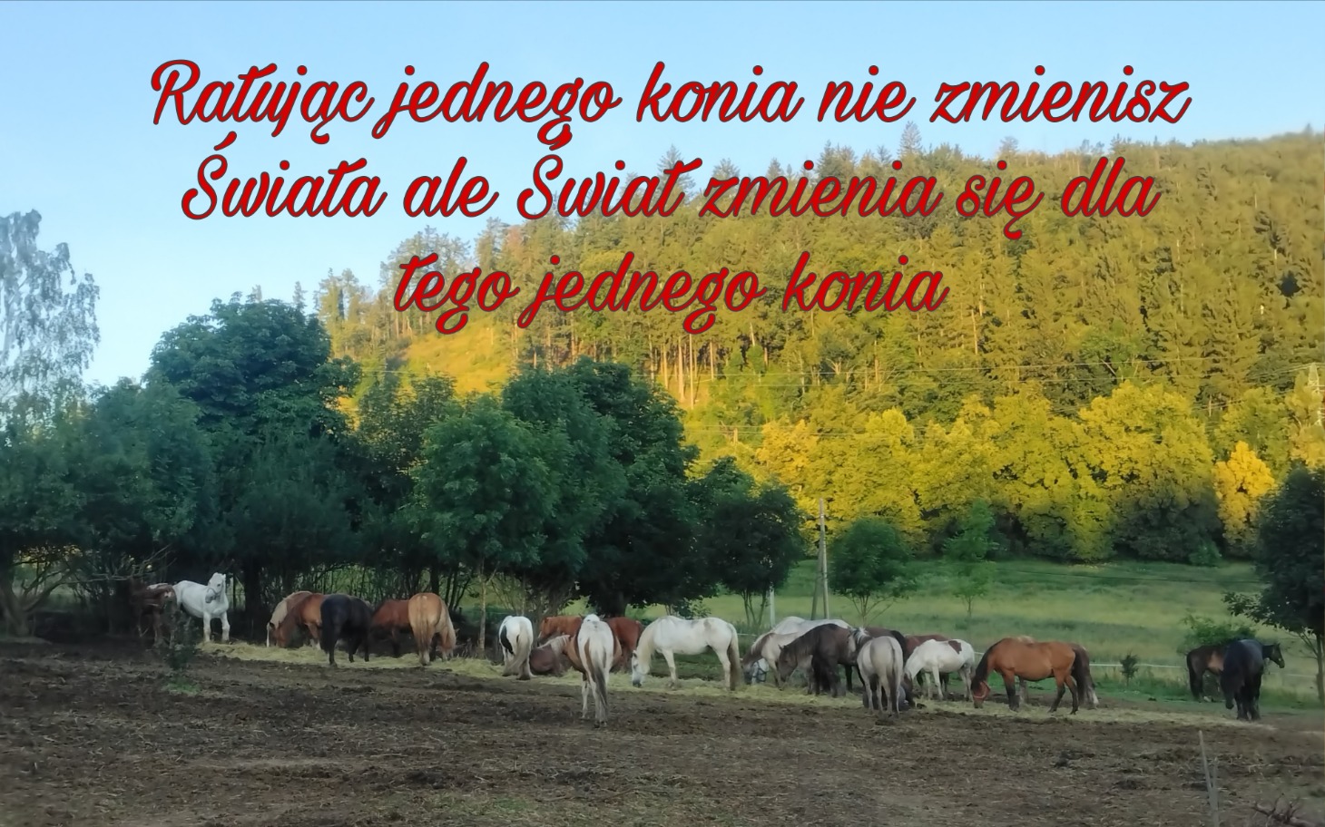 
        Stado koni na pastwisku, piękny widok natury.
    