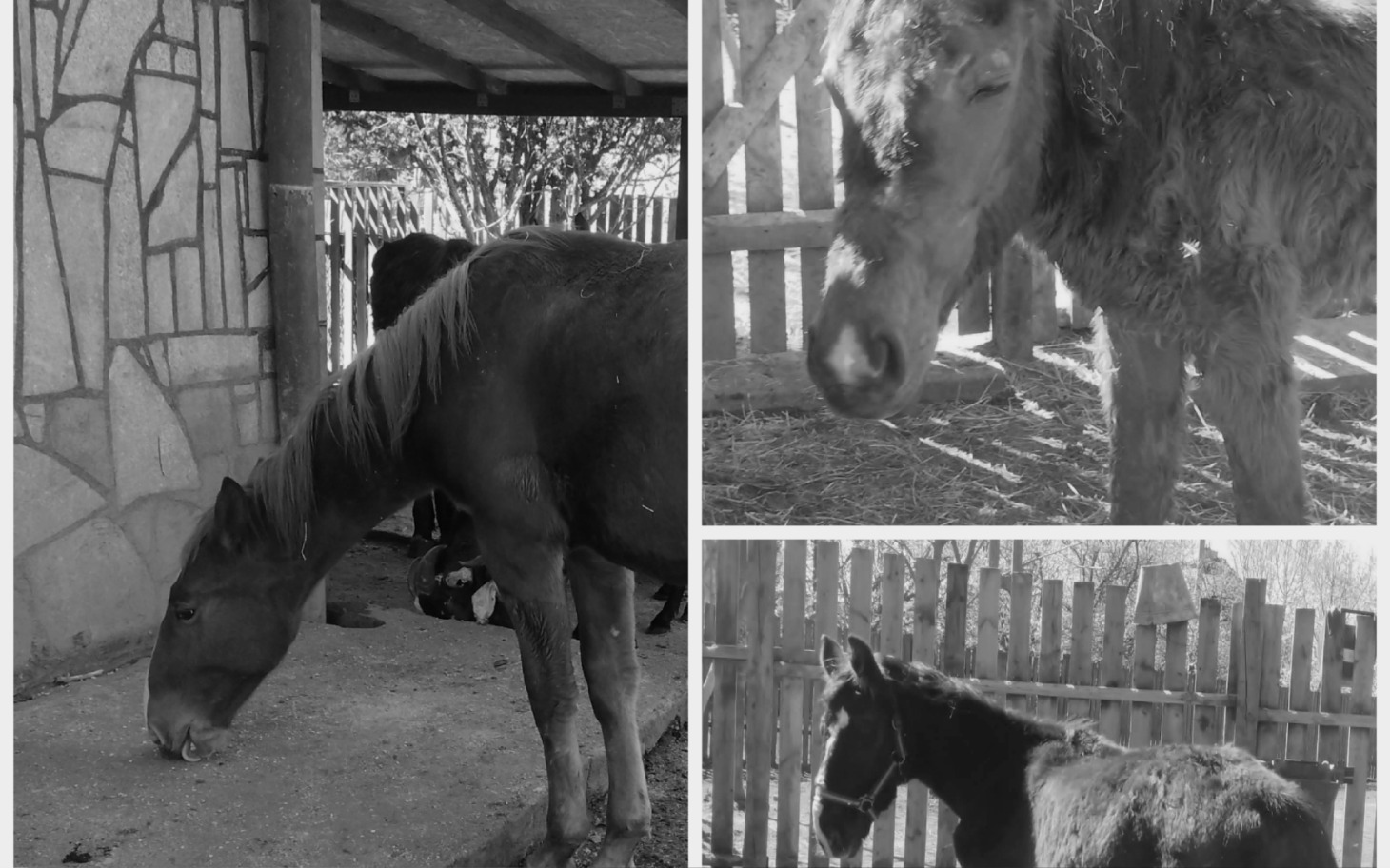 
        Trzy konie w czarno-białym otoczeniu, w stajni.
    