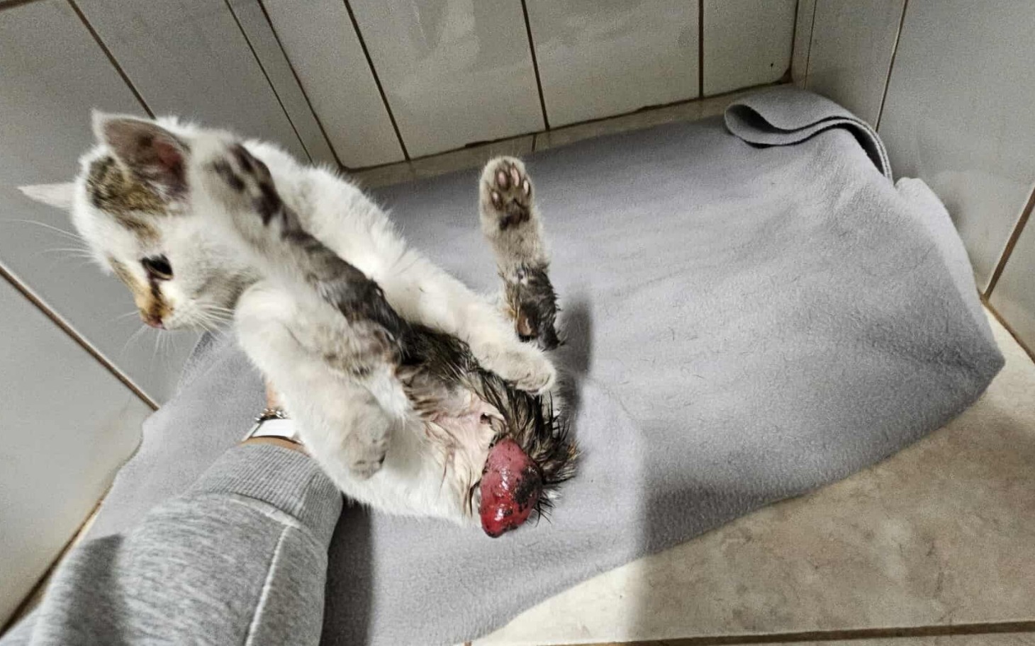 
        Mały kotek leżący na podłodze, z widocznymi problemami zdrowotnymi.
    