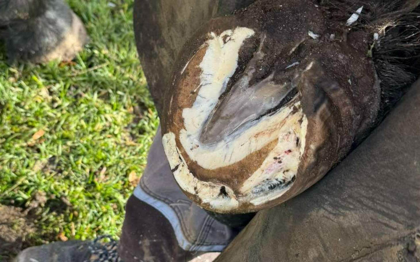 
        Zdjęcie kopyta konia z widocznymi ranami.
    