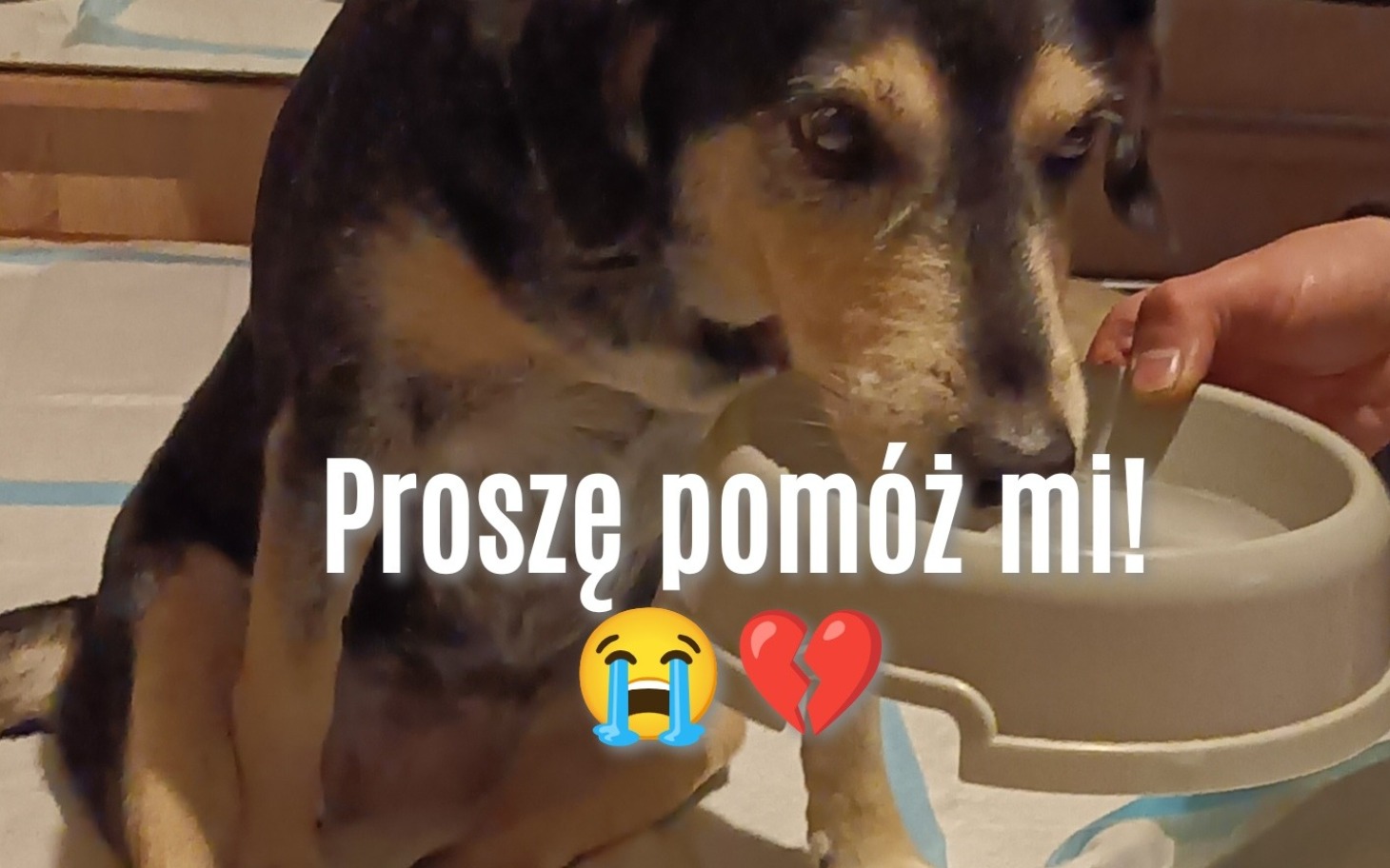 
        Pies z smutnym wyrazem twarzy, proszący o pomoc.
    