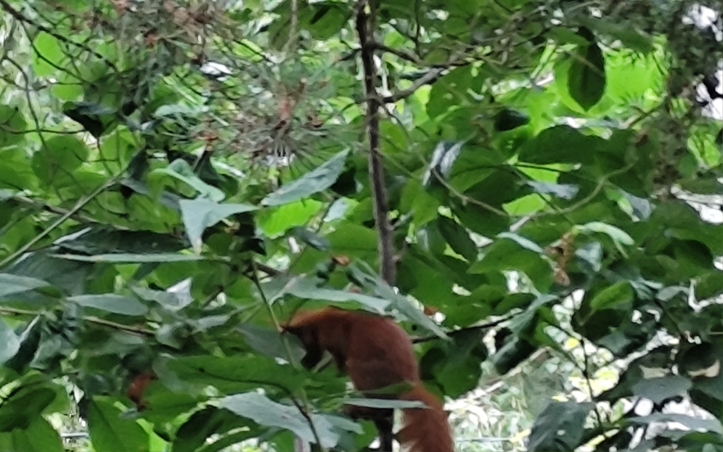 
        Squirrel wspinający się na drzewo w gęstym lesie.
    