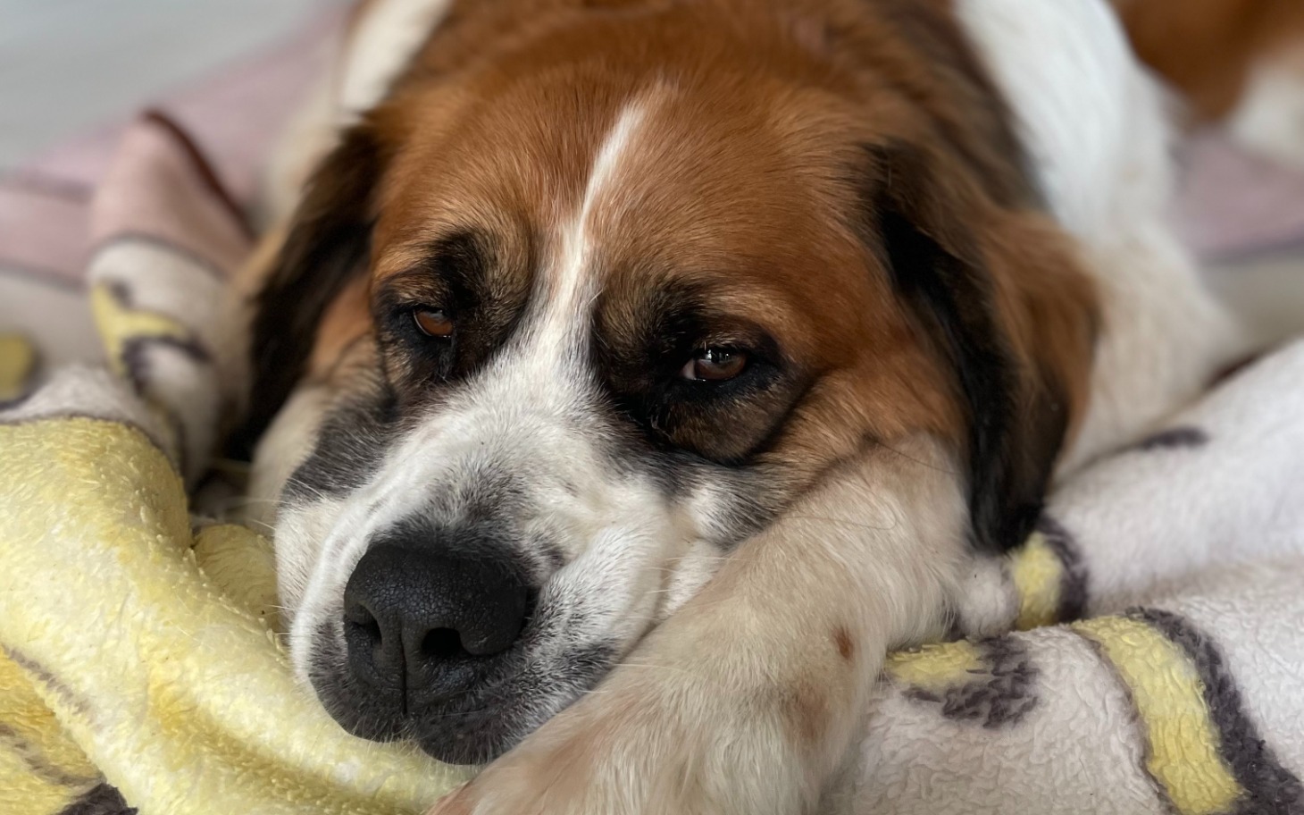 
        Pies wylegujący się na kocu, z wyrazem smutku.
    