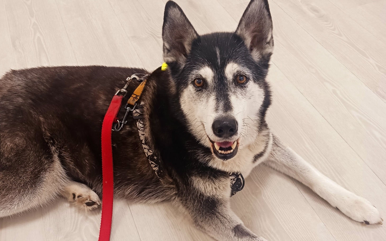 
        Szczęśliwy pies leżący na podłodze, z uśmiechem na twarzy.
    