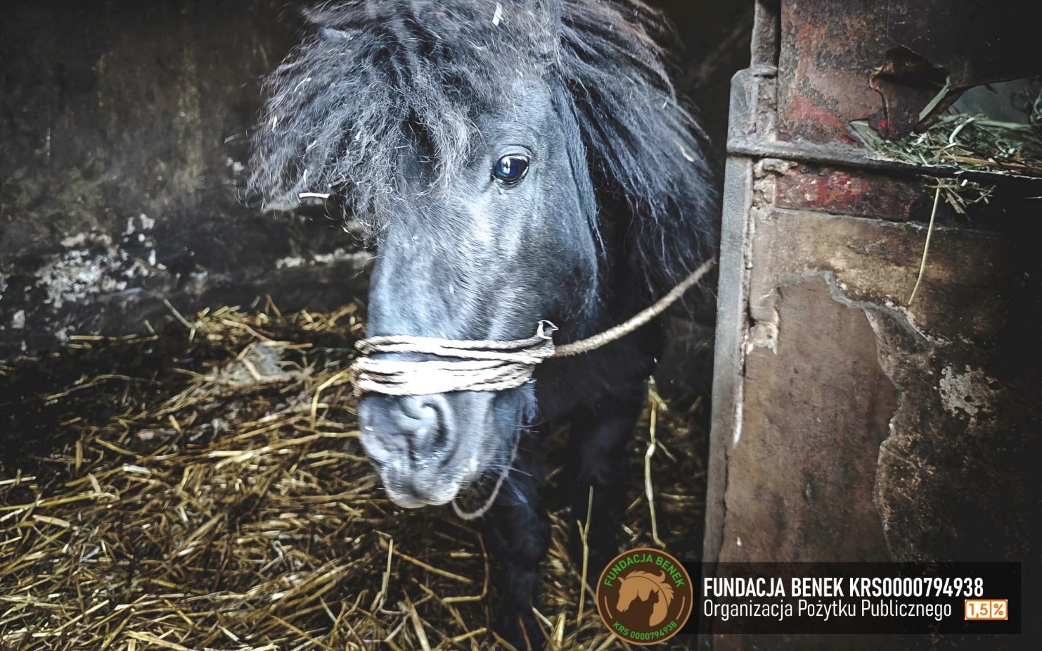 
        Czarny kucyk w stajni, związany sznurkiem.
    