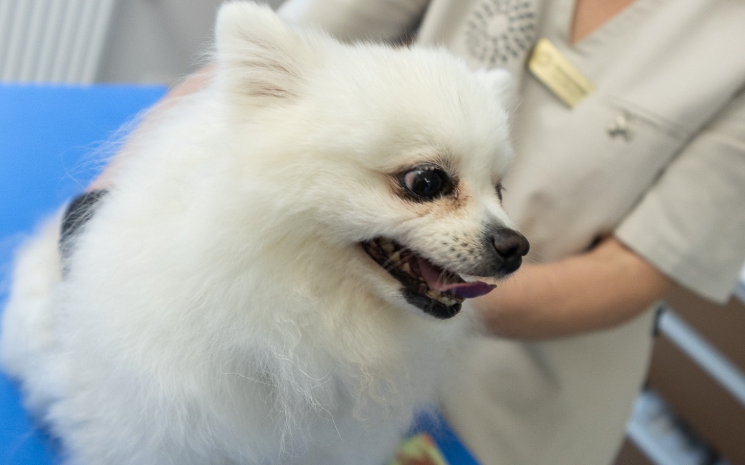 
        Pies rasy pomeranian w gabinecie weterynaryjnym.
    