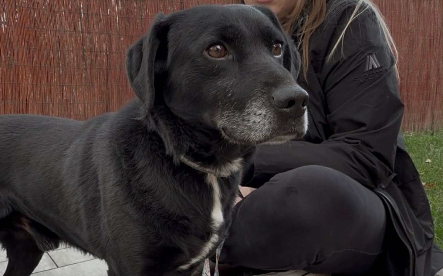 
        Czarny pies z szarym pyskiem, siedzący obok właściciela.
    