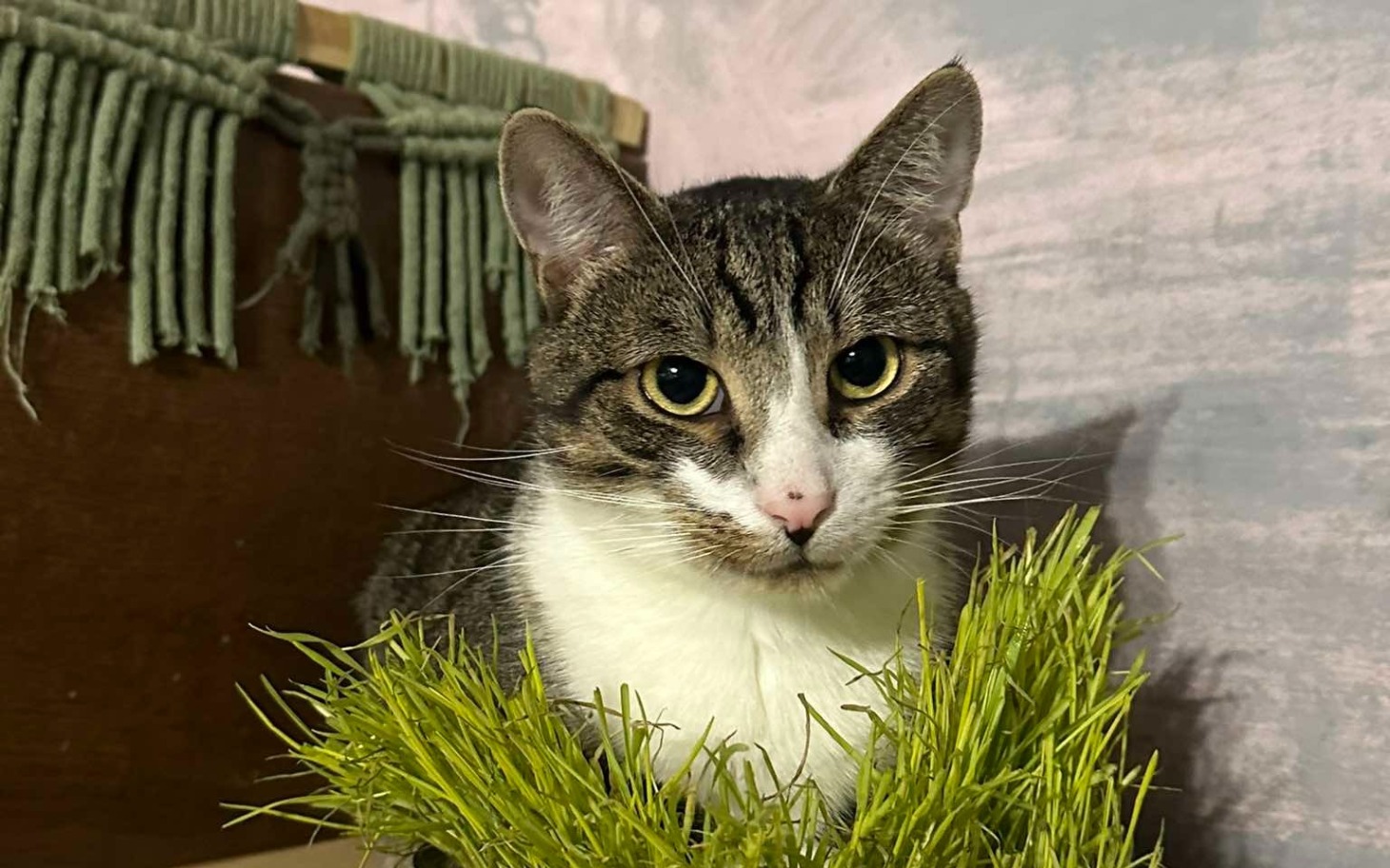 
        Zbiórka Ratujemy Koty - zdjęcie główne
    