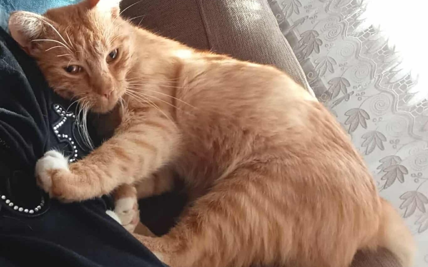 
        Rudy kot przytulający się do właściciela.
    