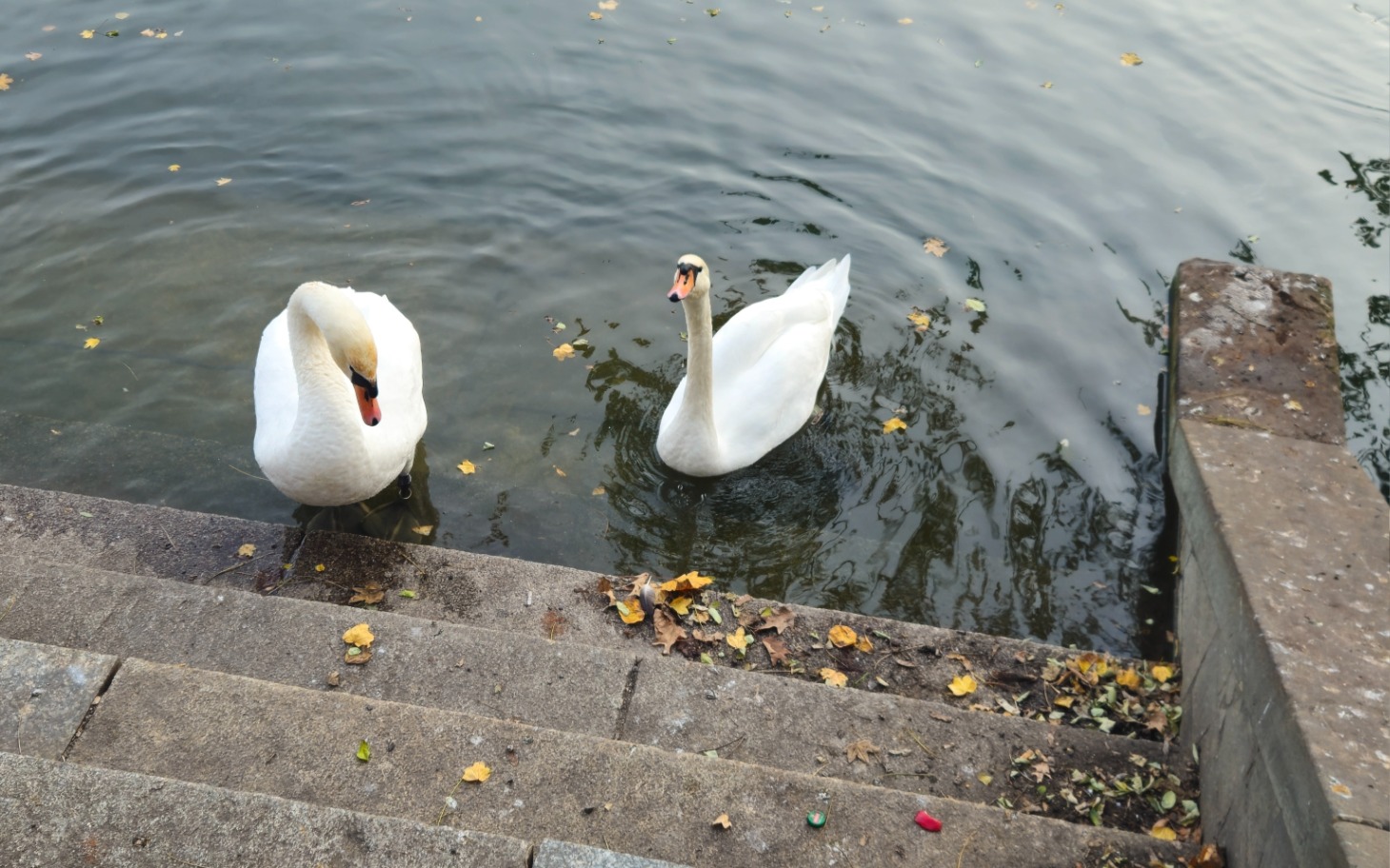 
        Dwa łabędzie pływające w wodzie, otoczone opadłymi liśćmi.
    