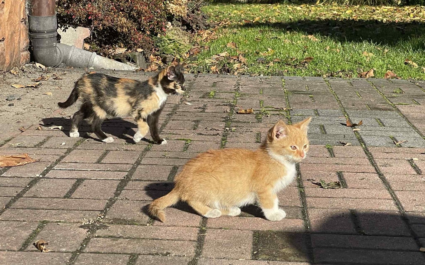 
        Dwa kocięta bawiące się na chodniku.
    