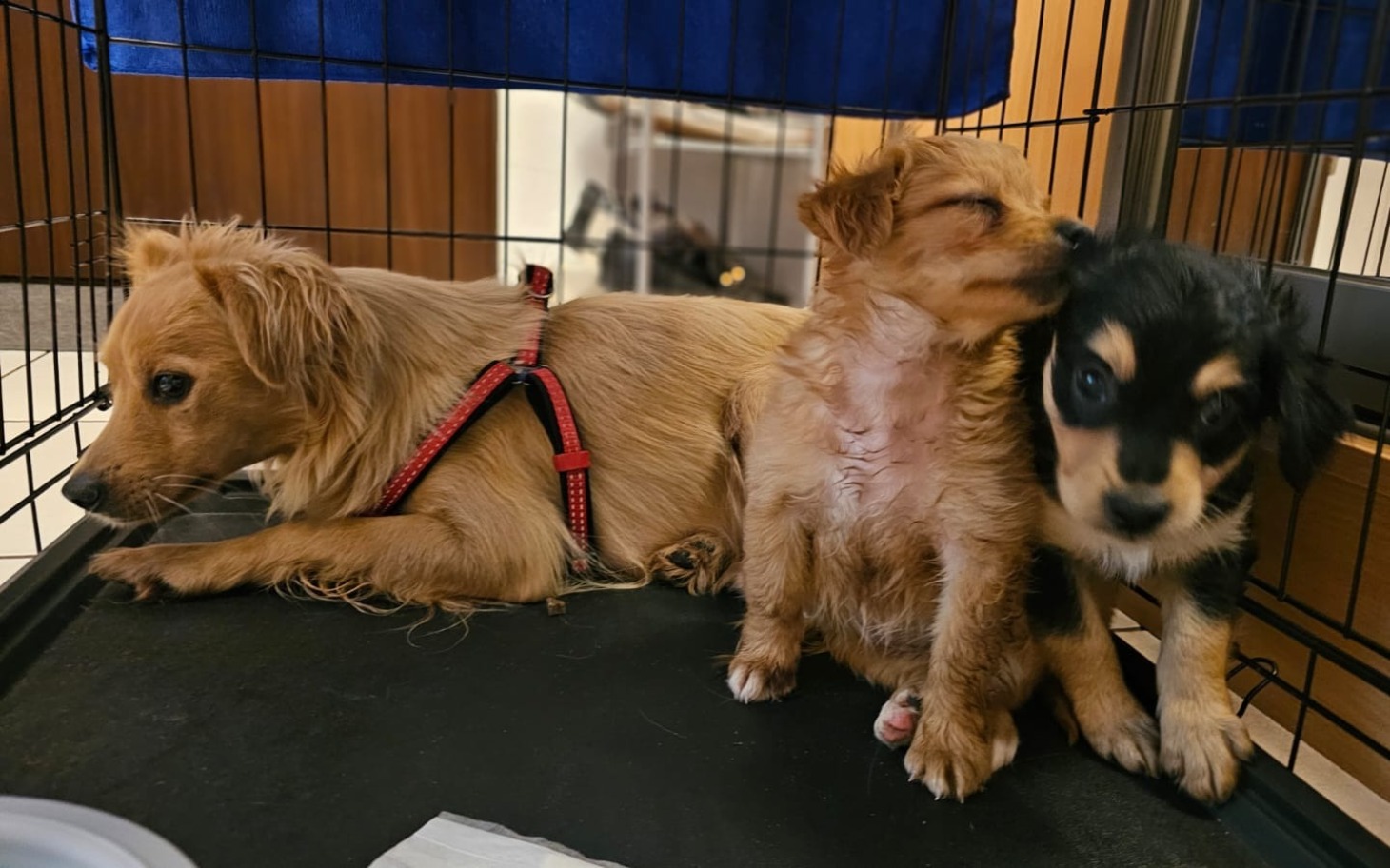 
        Trzy szczeniaki w klatce.
    