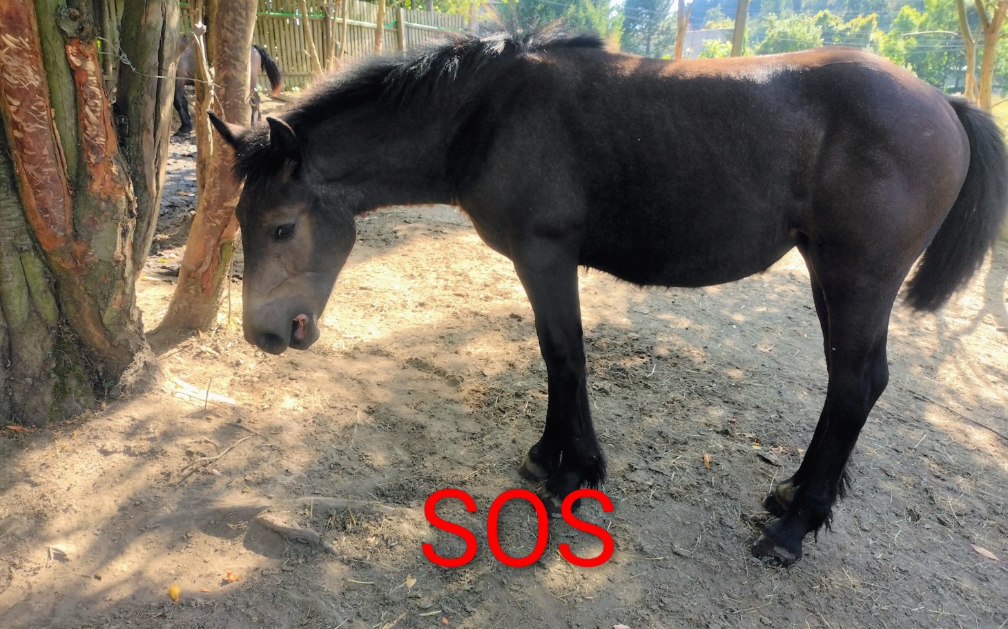 
        Czarny koń stoi obok drzewa, wygląda na zmartwionego.
    