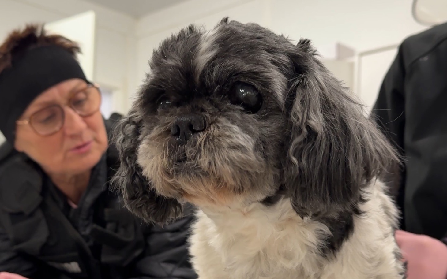 
        Pies w klinice weterynaryjnej, wygląda na zmartwionego.
    