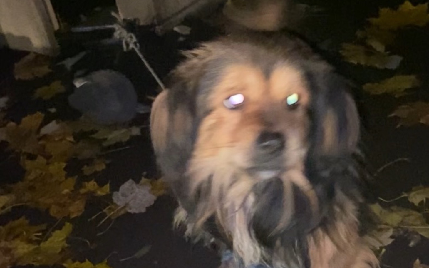 
        Pies na tle opadłych liści, z rozmytym tłem.
    